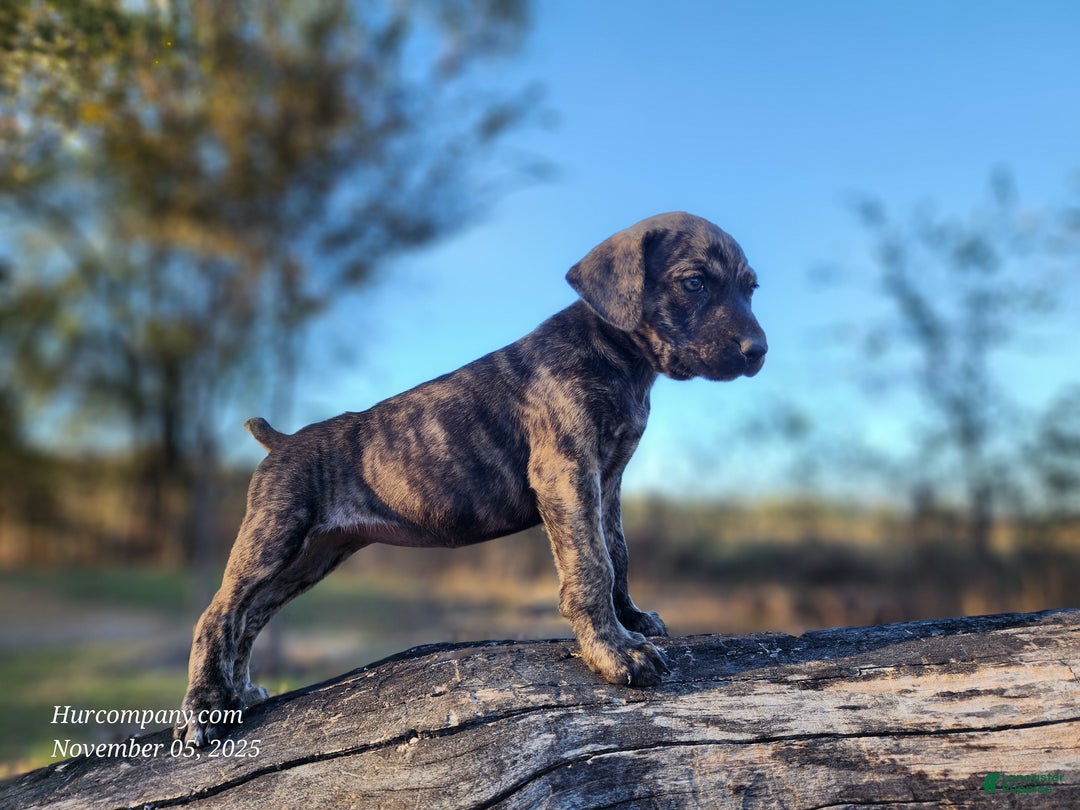Catahoula Leopard Dog dogs for sale: Tracy II 2025 Female 4 - Ad 5