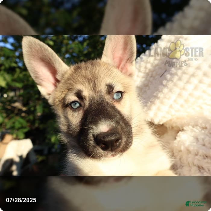 Siberian Husky German Gerberian Shepsky Rescue Alaskan Husky And