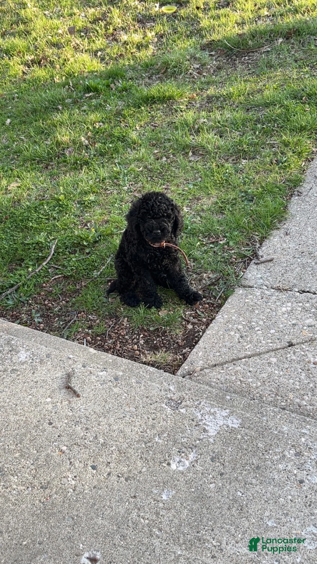 Goldendoodle dogs for sale: Goldendoodle 1 - Ad 2