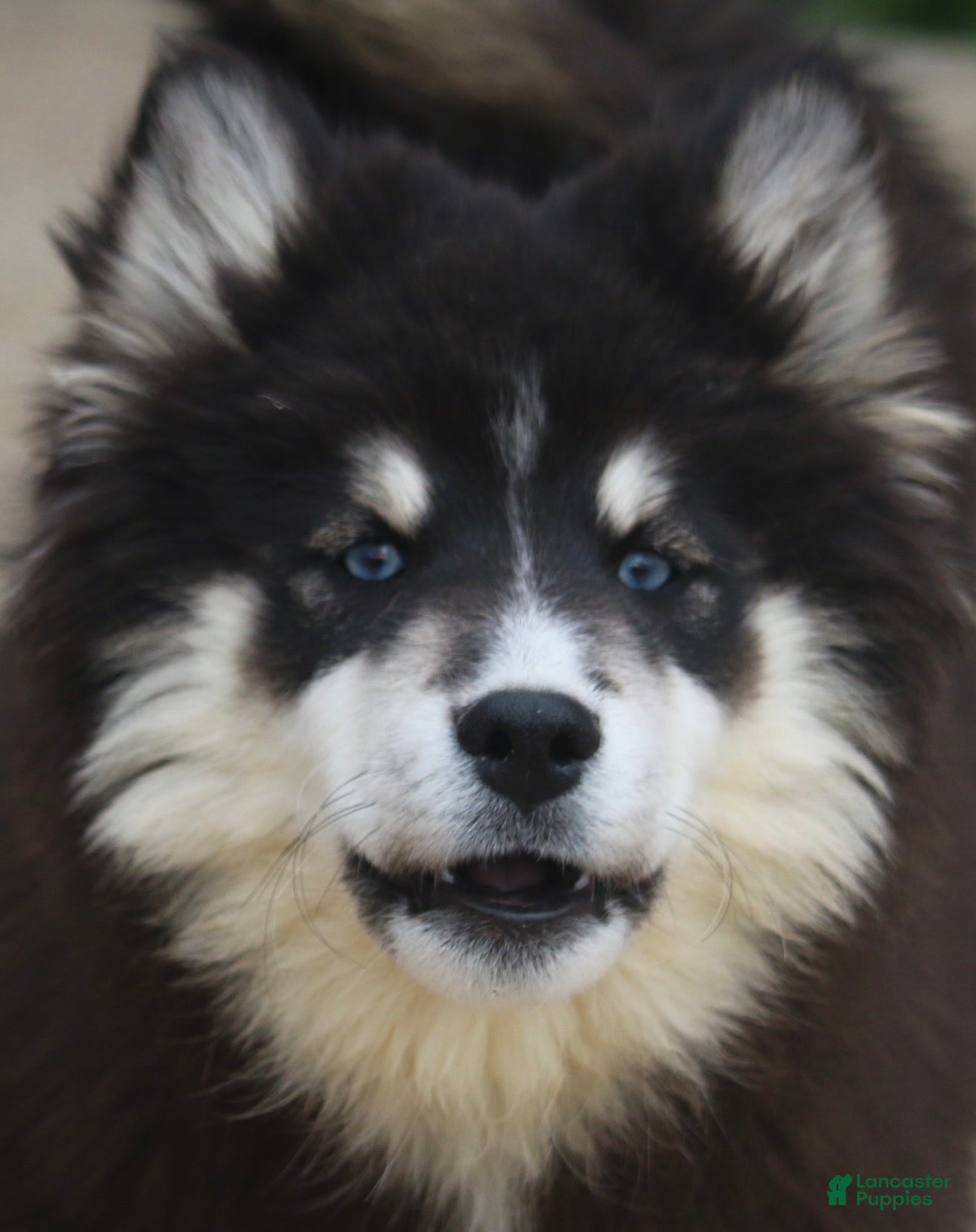 Pomsky dogs Carter - Ad 1