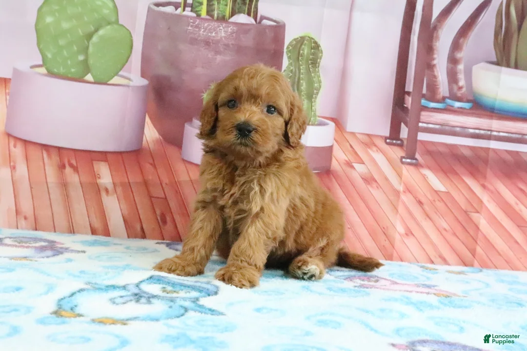 Mini Goldendoodle dogs for sale: Penny - Ad 1