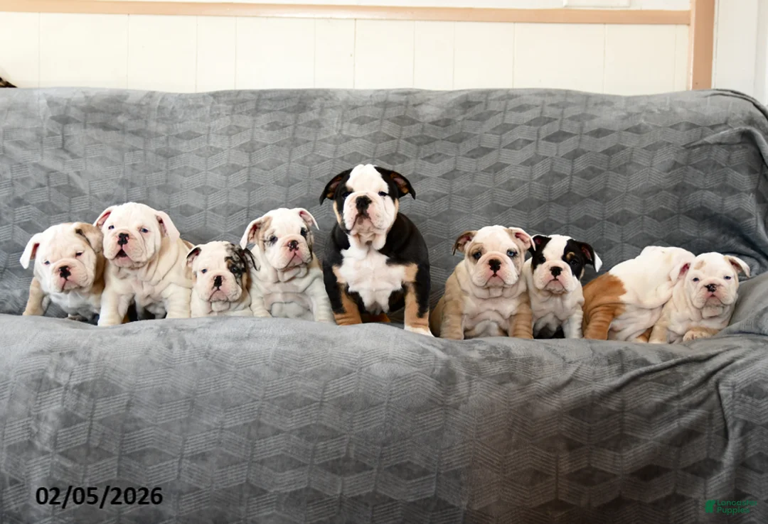 English Bulldog dogs for sale: Fawn - Ad 4