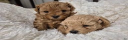 Maltipoo dogs for sale: Billy - Ad 11