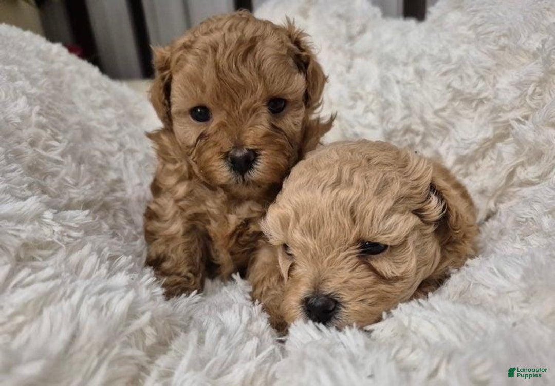Maltipoo dogs for sale: Billy - Ad 11