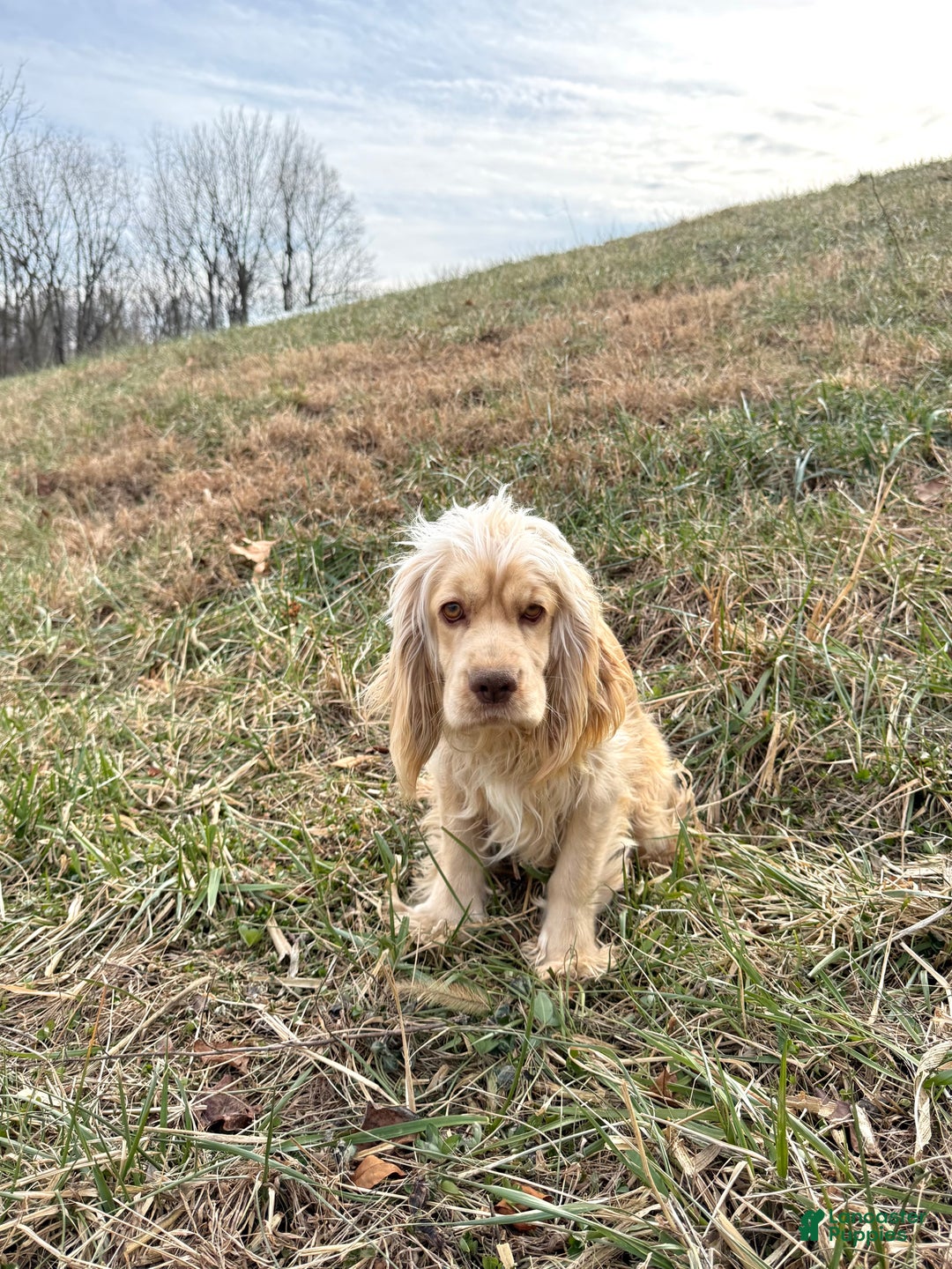 Cocker Spaniel dogs for sale: Alfie - Ad 4