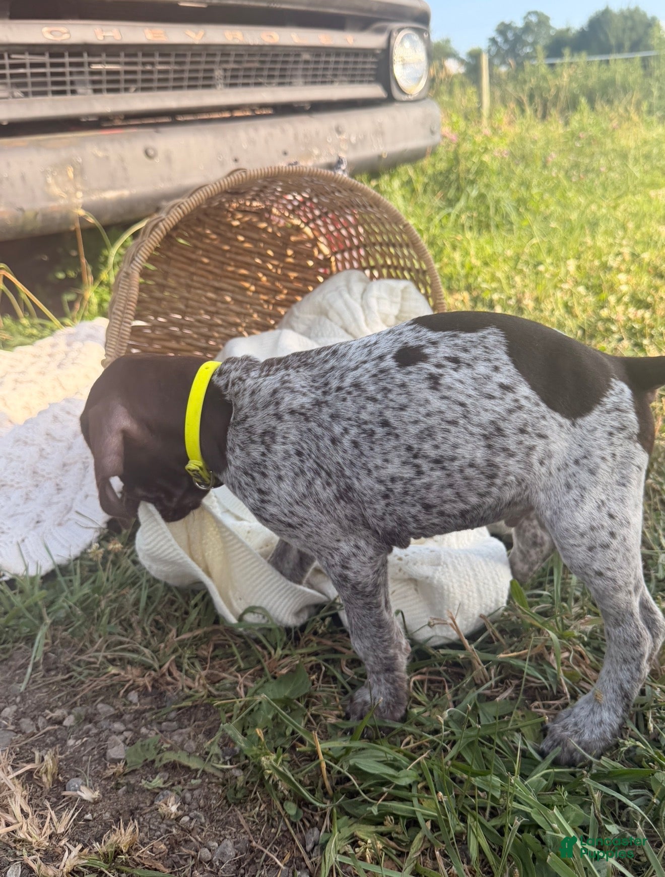 German Shorthaired Pointer dogs Fields  - Ad 2