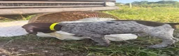 German Shorthaired Pointer dogs for sale: Fields  - Ad 4