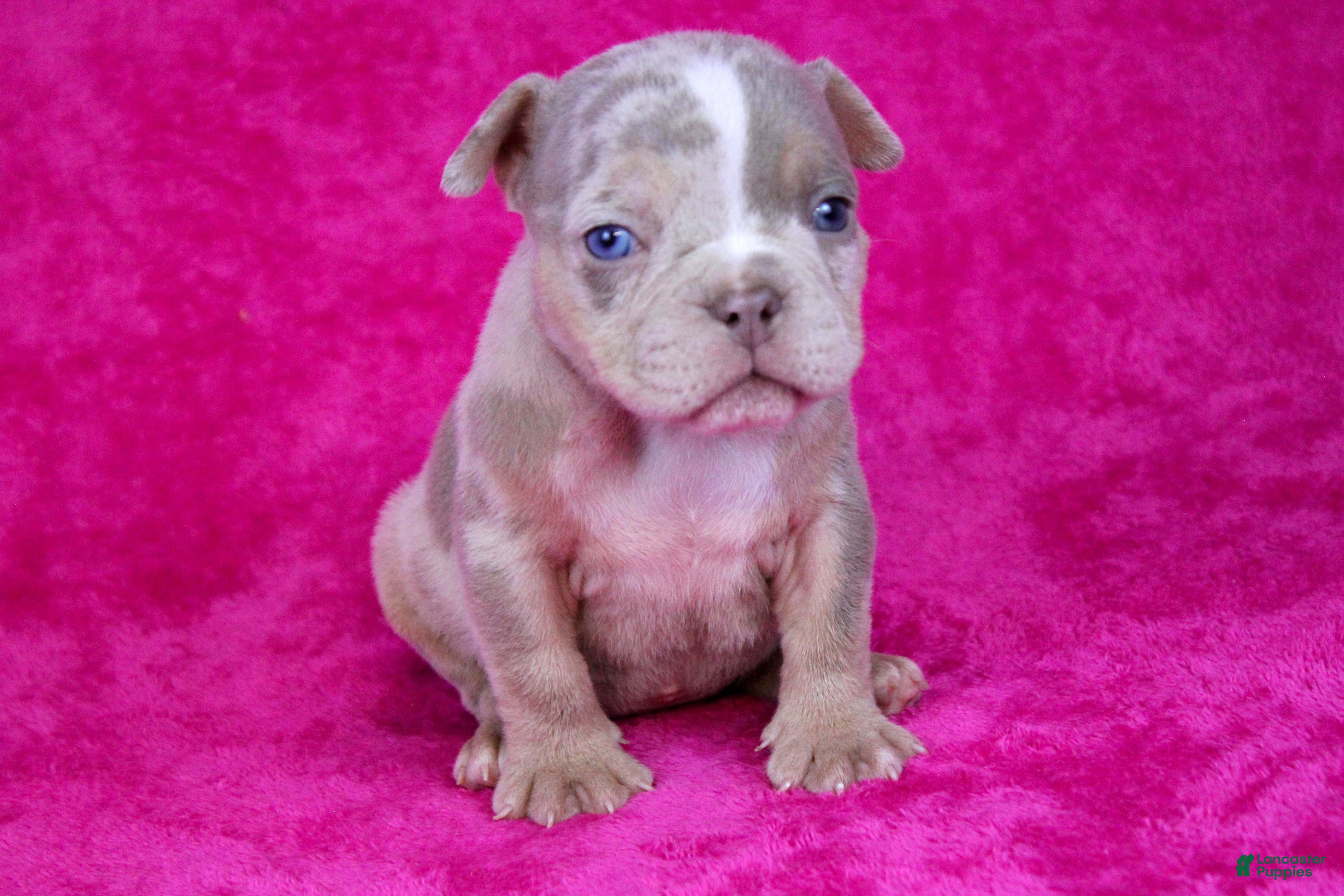 American Bully dogs Lilac Tri Merle Female - Ad 17