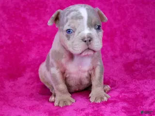 American Bully dogs Lilac Tri Merle Female - Ad 17