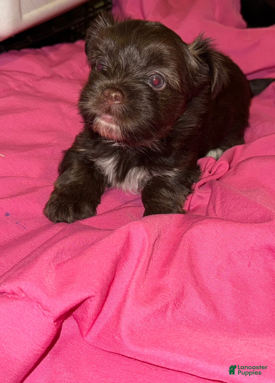 Yorkshire Terrier dogs for sale: Mozi - Ad 2