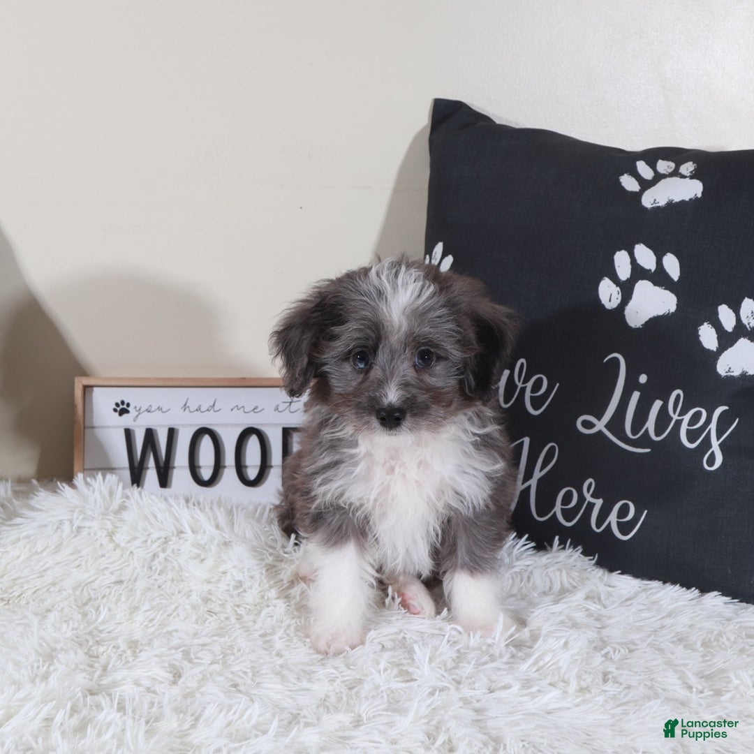 Mini Aussiedoodle dogs for sale: Mini Aussiedoodle Bullseye - Ad 1