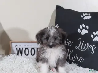 Mini Aussiedoodle dogs Mini Aussiedoodle Bullseye - Ad 42