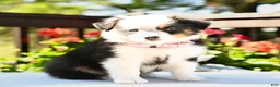 Miniature Australian Shepherd dogs for sale: Brittany  - Ad 3