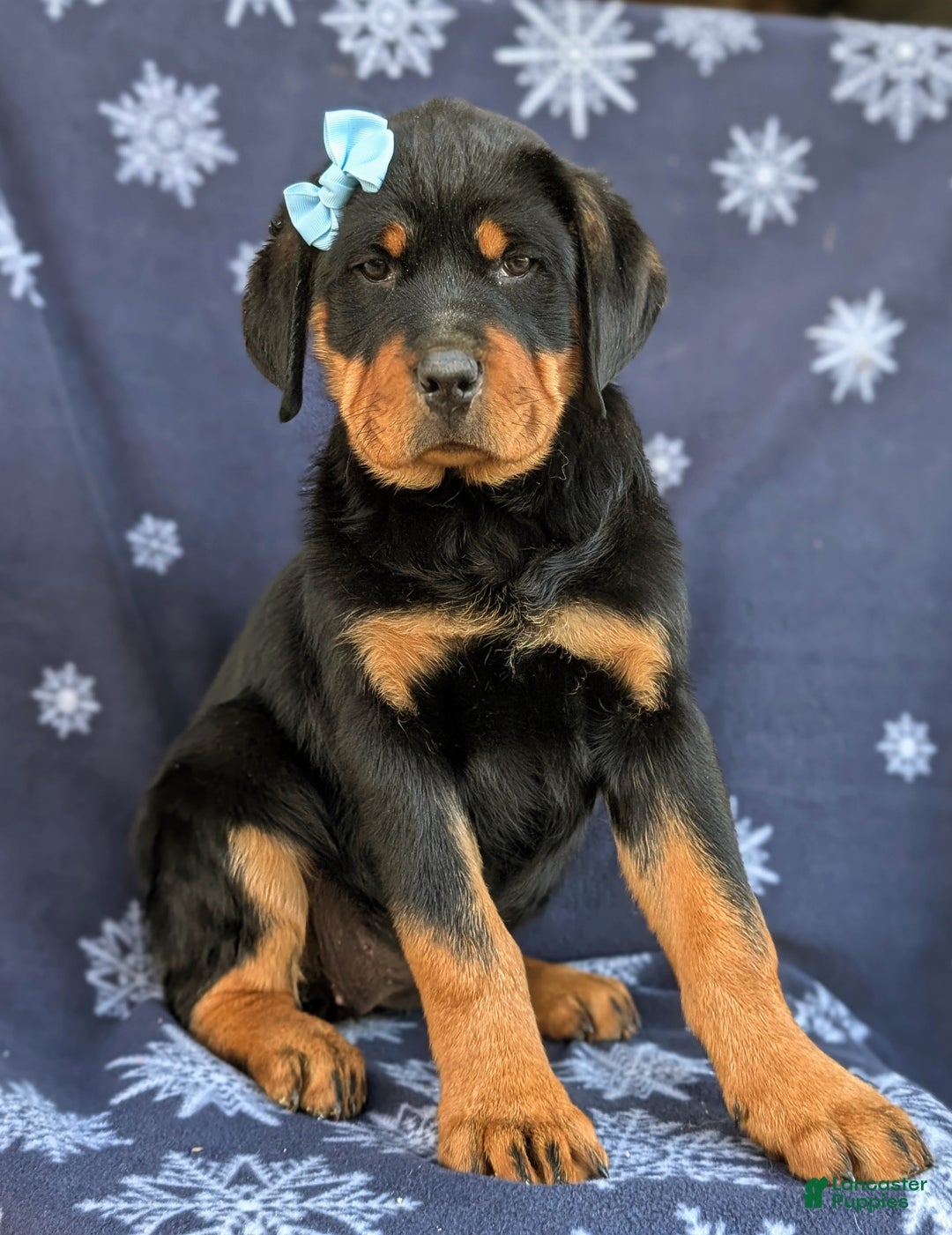 Rottweiler dogs for sale: Brandy - Ad 1