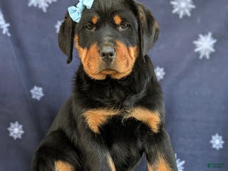 Rottweiler dogs Brandy - Ad 28