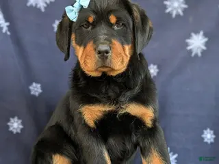 Rottweiler dogs Brandy - Ad 6