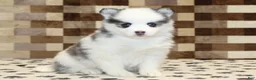 Pomsky dogs for sale: Ivy - Ad 1
