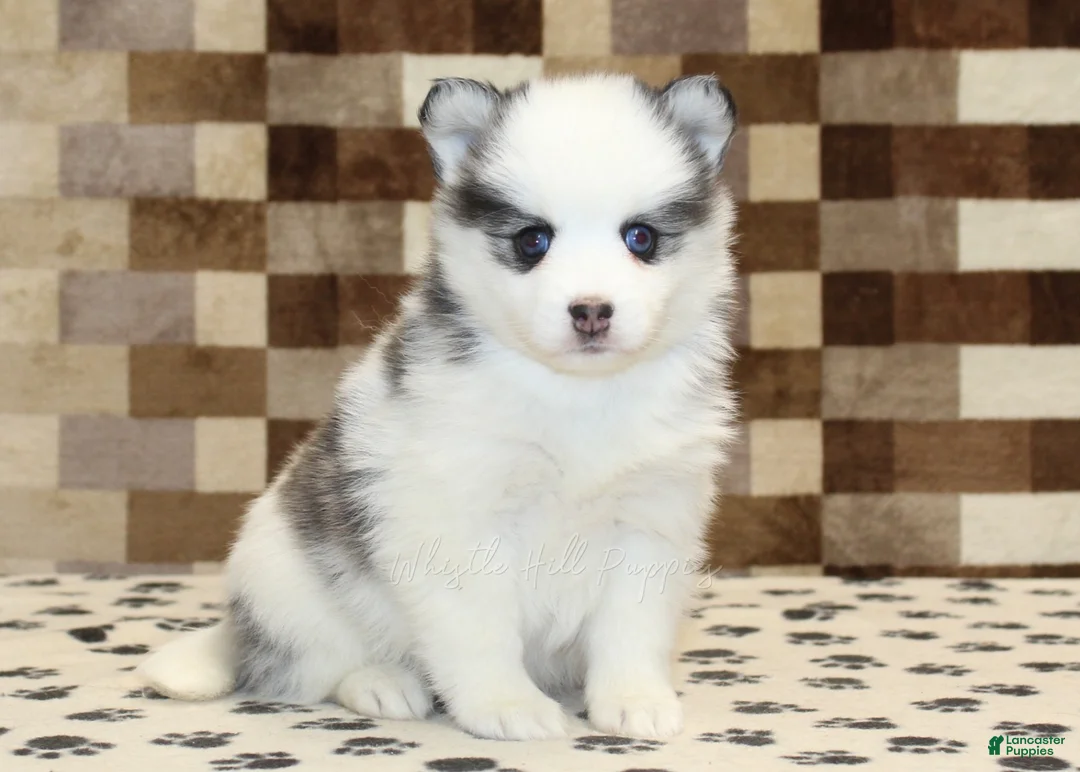 Pomsky dogs for sale: Ivy - Ad 1