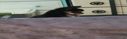 Chihuahua dogs for sale: Pepper - Ad 4