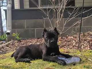 Cane Corso dogs Cane Corso Puppy 4 - Ad 32