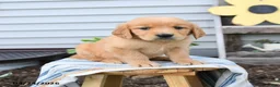 Golden Retriever dogs for sale: Sunny  - Ad 1