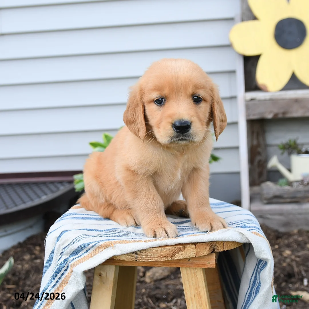 Golden Retriever dogs for sale: Sunny  - Ad 1