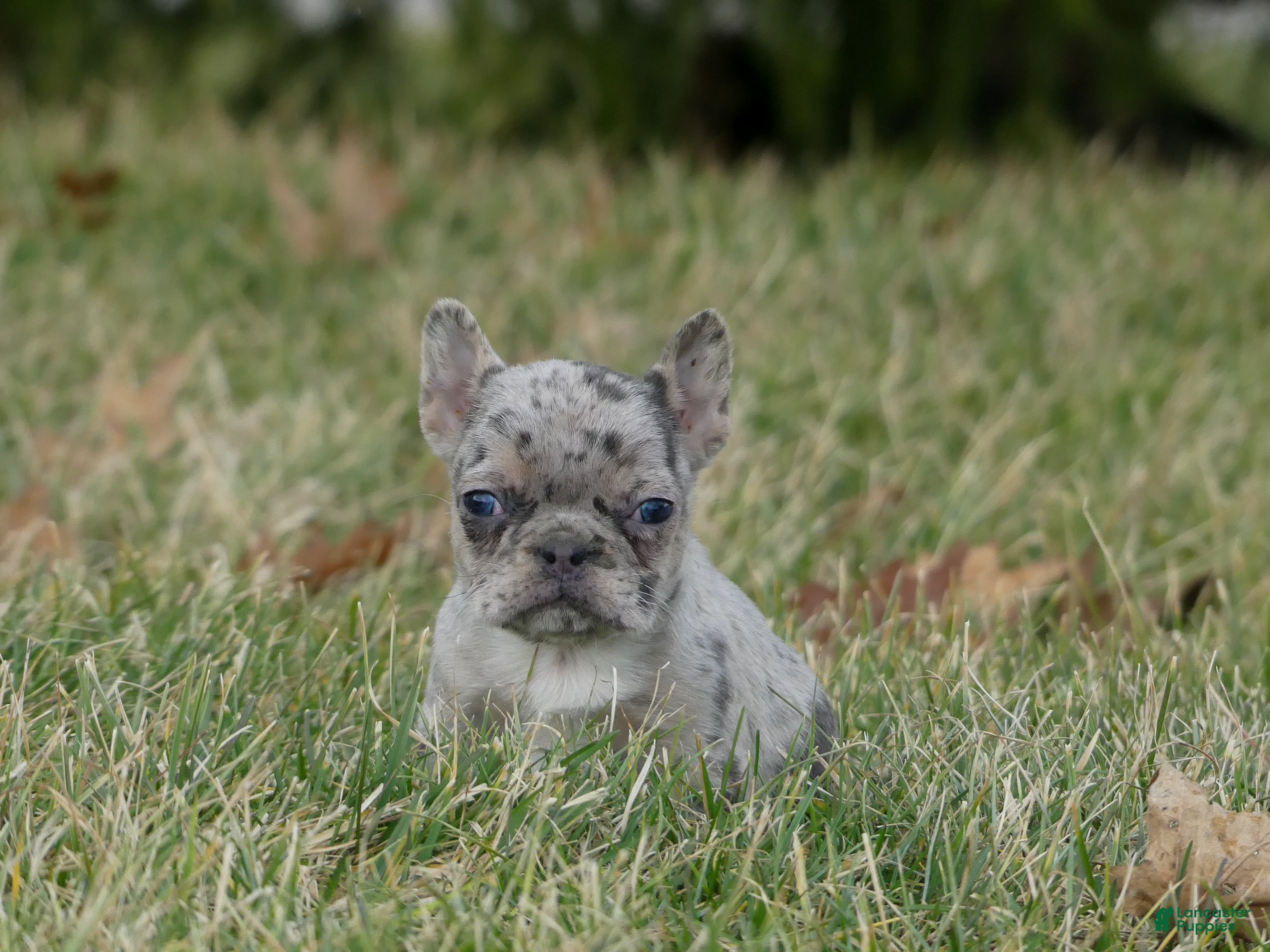 Mixed Breed dogs Rae - Ad 1