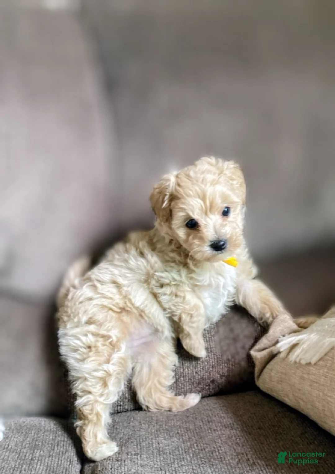 Maltipoo dogs for sale: ♥️LITTLE LOTTIE ♥️ - Ad 1