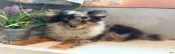 Pomeranian dogs for sale: River - Ad 2