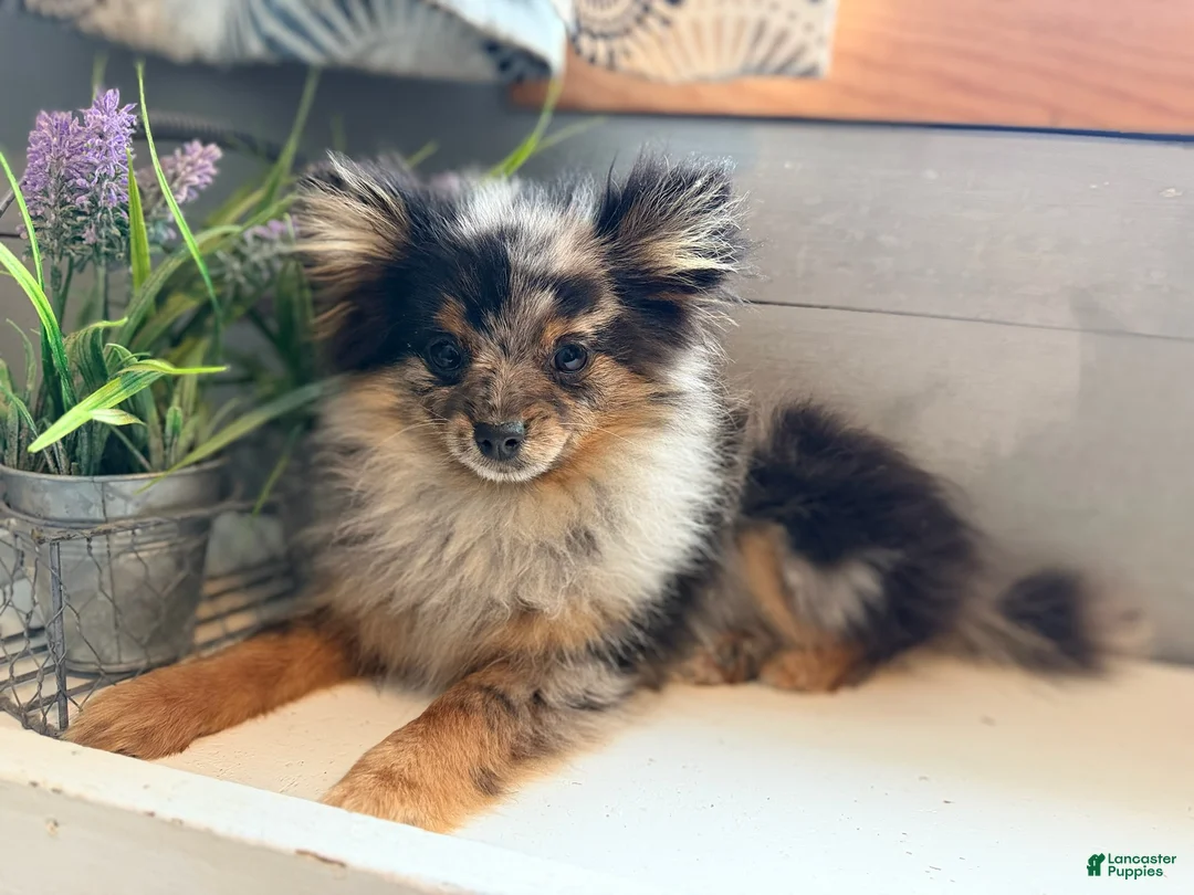 Pomeranian dogs for sale: River - Ad 2