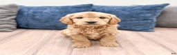 Mini Goldendoodle dogs for sale: Max - Ad 1