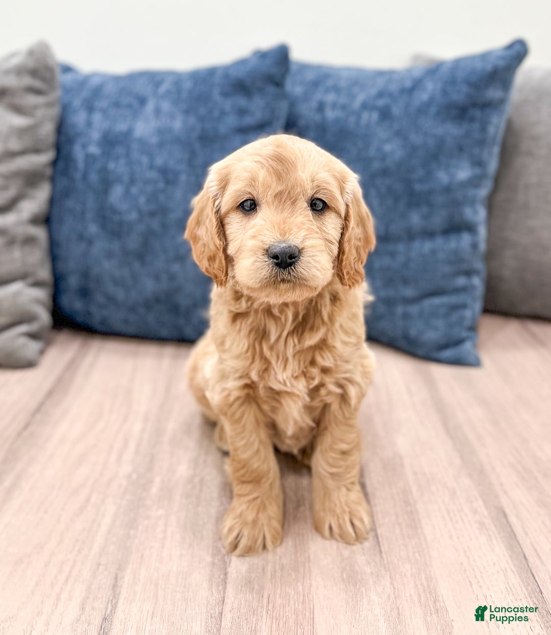 Mini Goldendoodle dogs for sale: Max - Ad 1
