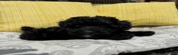 Toy Poodle dogs for sale: George - Ad 4