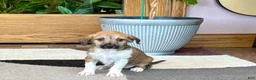 Mixed Breed dogs for sale: Italian greyhound/Havanese Sally  - Ad 5