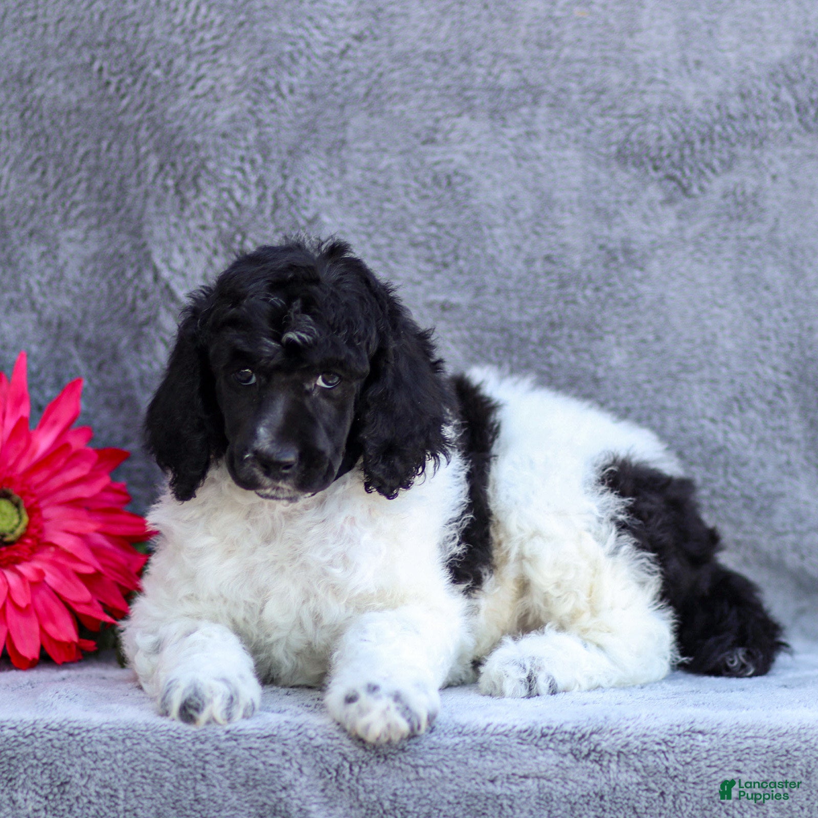 Standard Poodle dogs Flower - Ad 2