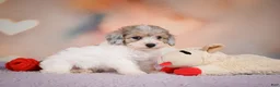 Maltipoo dogs for sale: Jasper - Ad 12