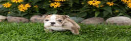 English Bulldog dogs for sale: Buster  - Ad 4