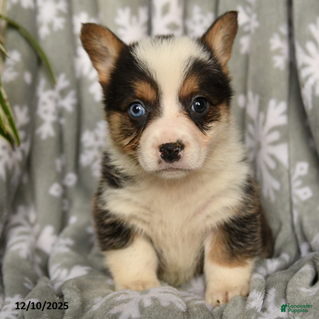 Welsh Corgi Pembroke dogs for sale: Callie - Ad 2