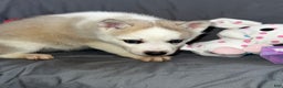 Siberian Husky dogs for sale: Siberian Husky Luna - Ad 4