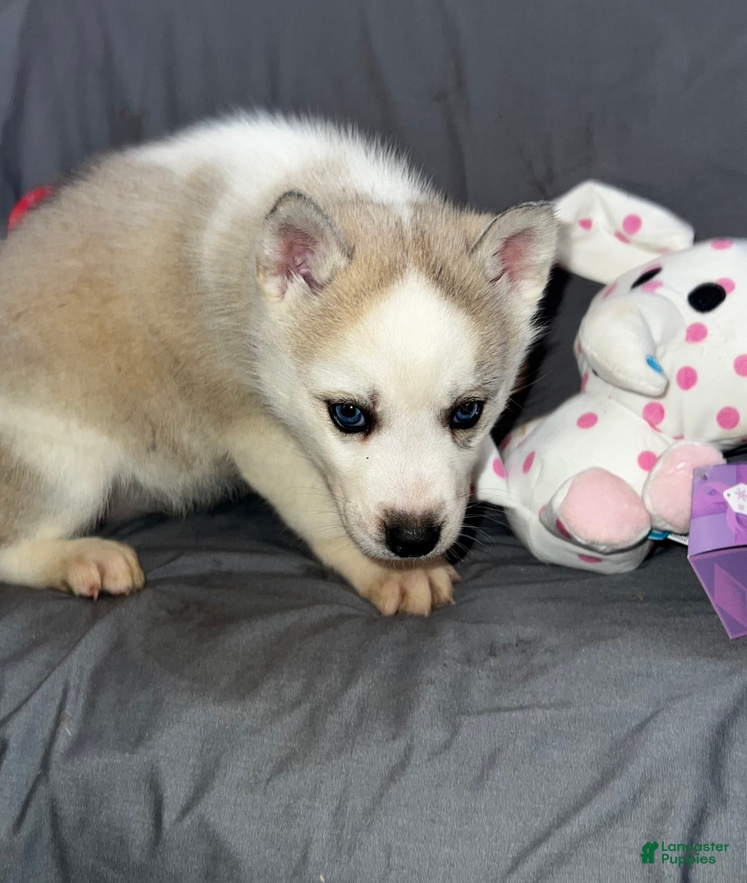 Siberian Husky dogs for sale: Siberian Husky Luna - Ad 4
