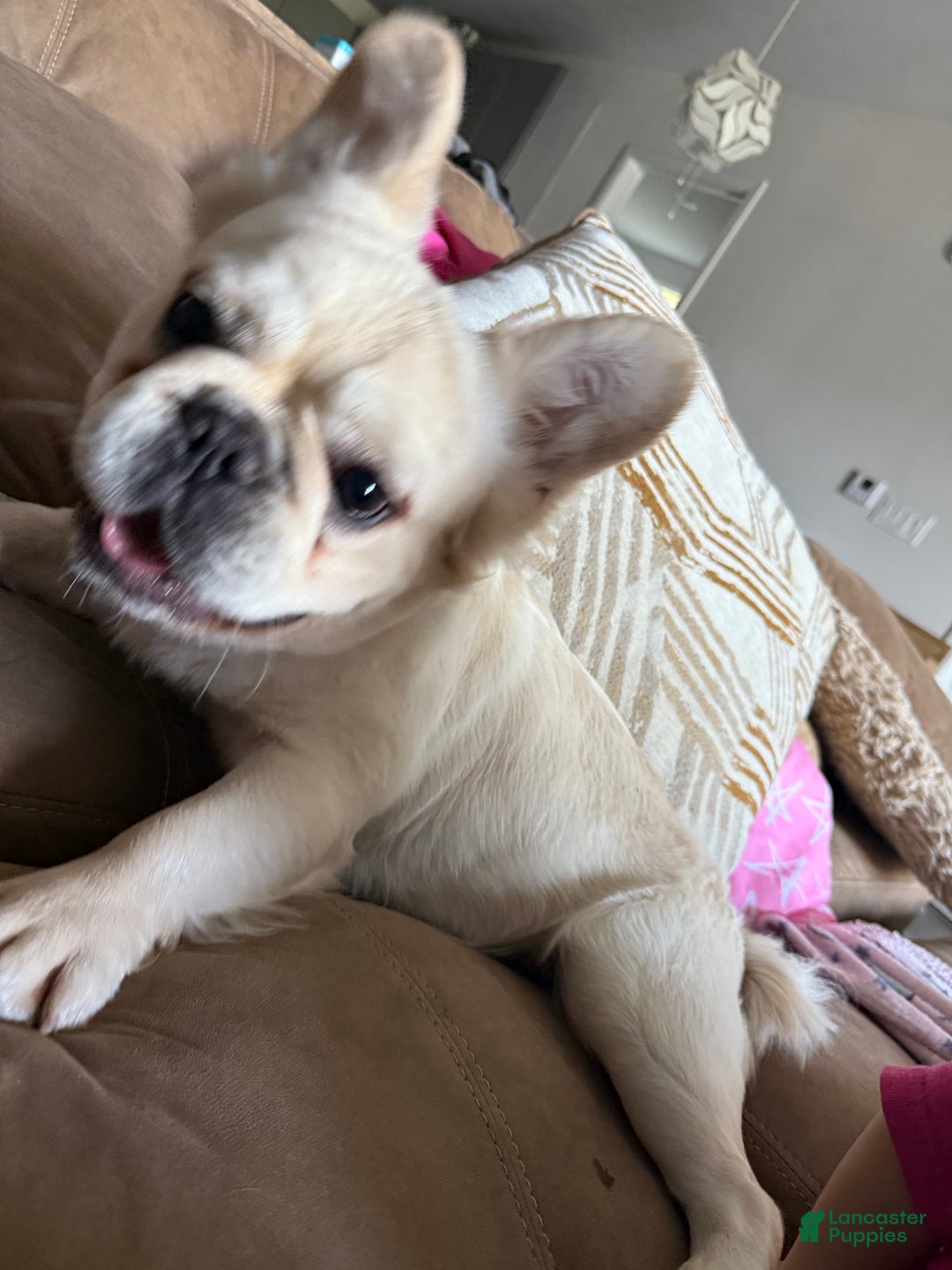 French Bulldog dogs for stud: Whiskey  - Ad 4