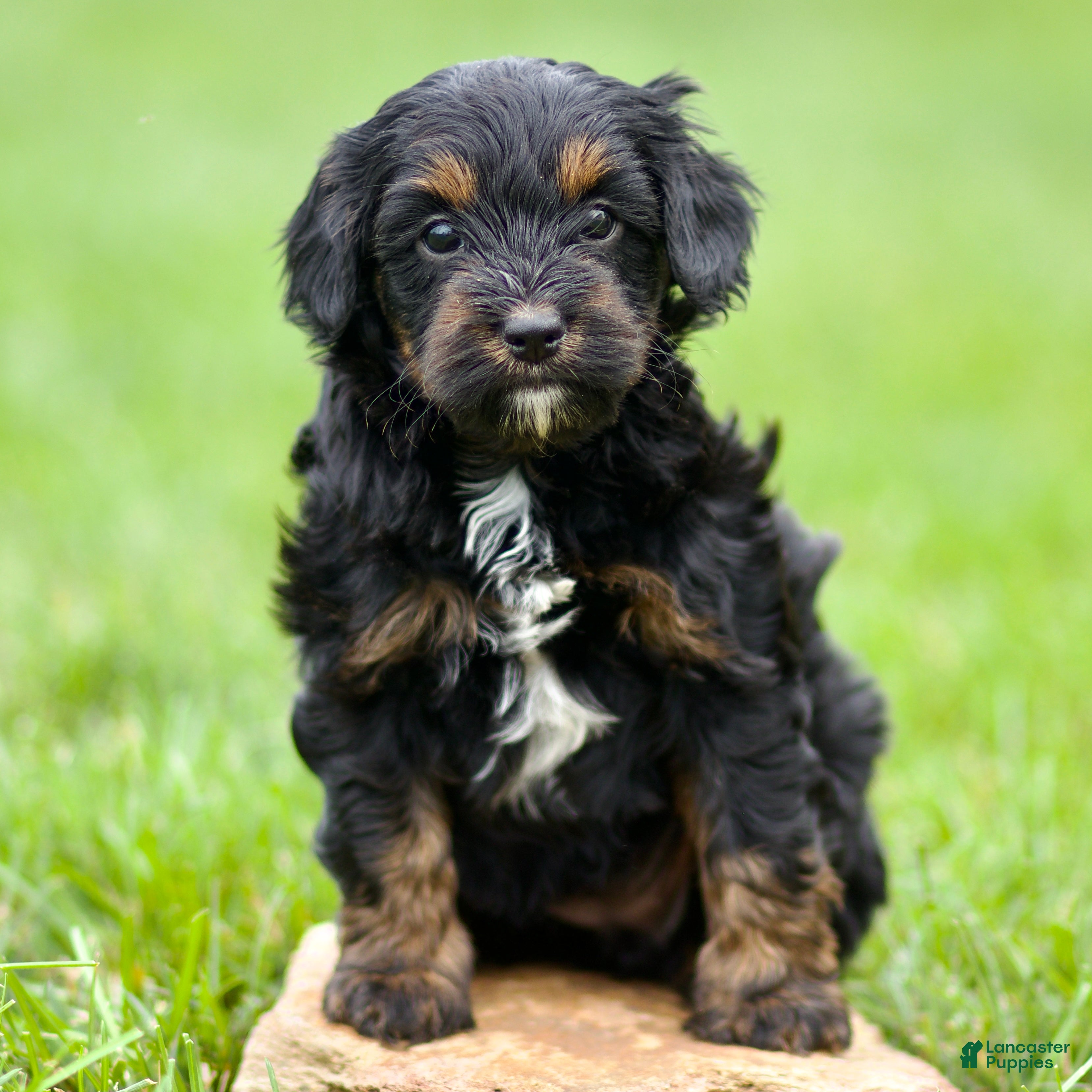 Cavapoo dogs Wisteria - Ad 1