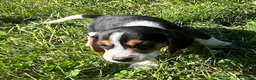 Beagle dogs for sale: Beagle 1 - Ad 2