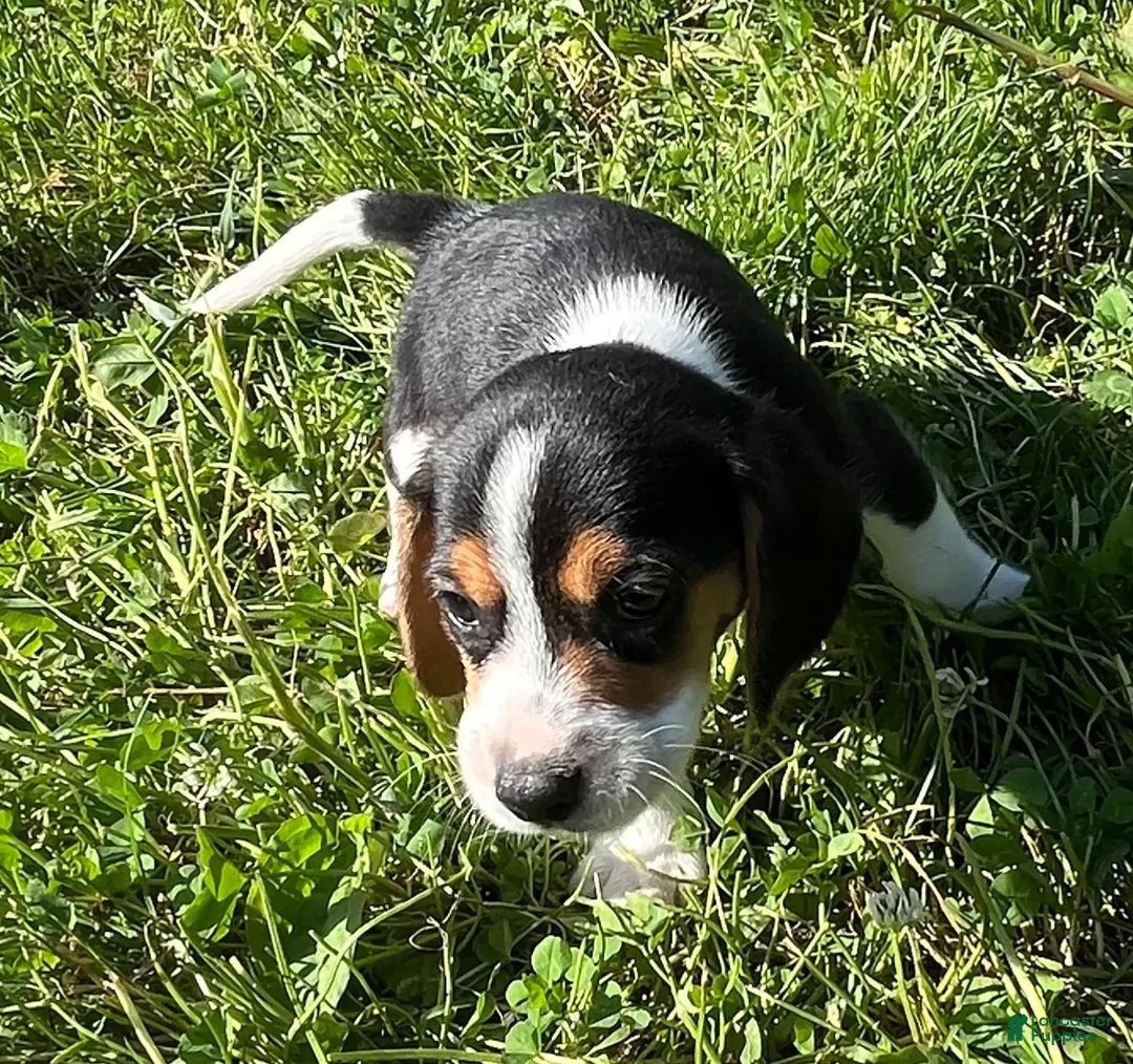 Beagle dogs for sale: Beagle 1 - Ad 2