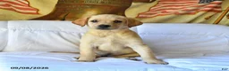 Labrador Retriever dogs for sale: Ruby - Ad 3