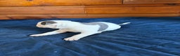 American Bulldog dogs for sale: Purty - Ad 3
