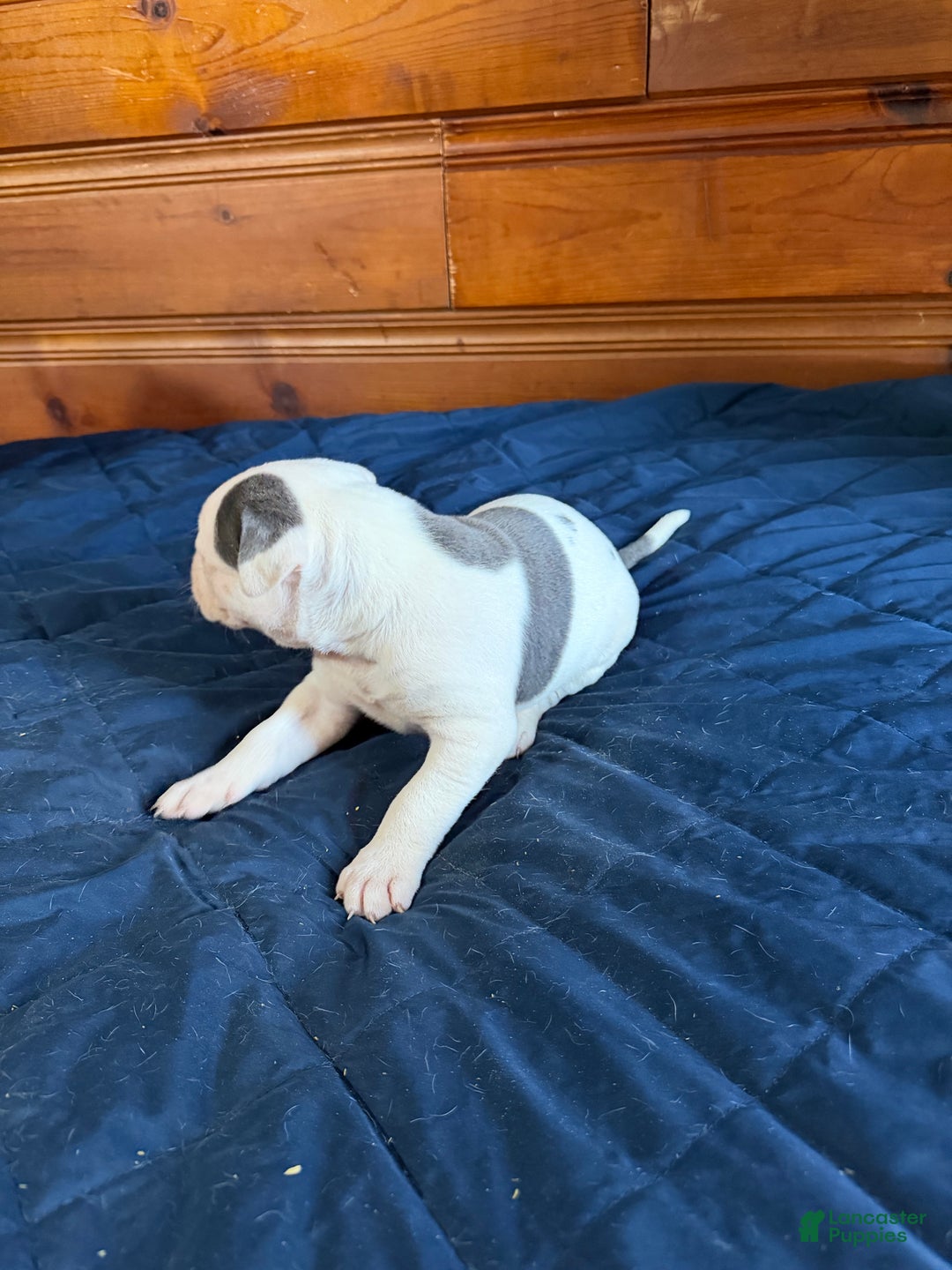 American Bulldog dogs for sale: Purty - Ad 3
