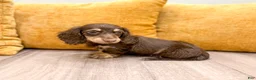 Miniature Dachshund dogs for sale: Teddy - Ad 5