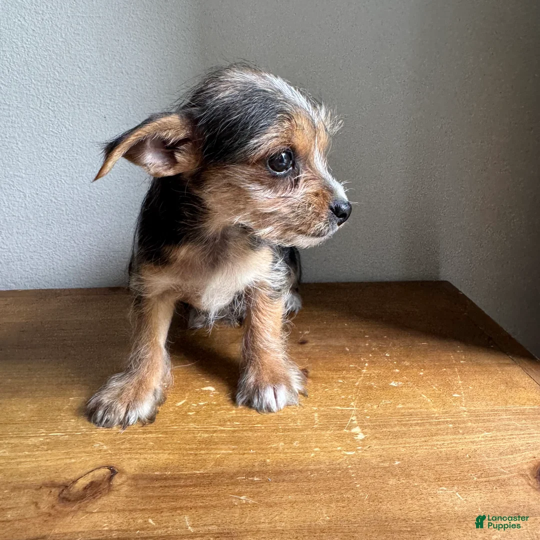 Chorkie dogs for sale: Lenny - Ad 2