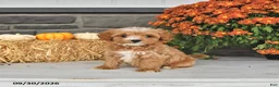 Cavapoo dogs for sale: Daisy - Ad 4